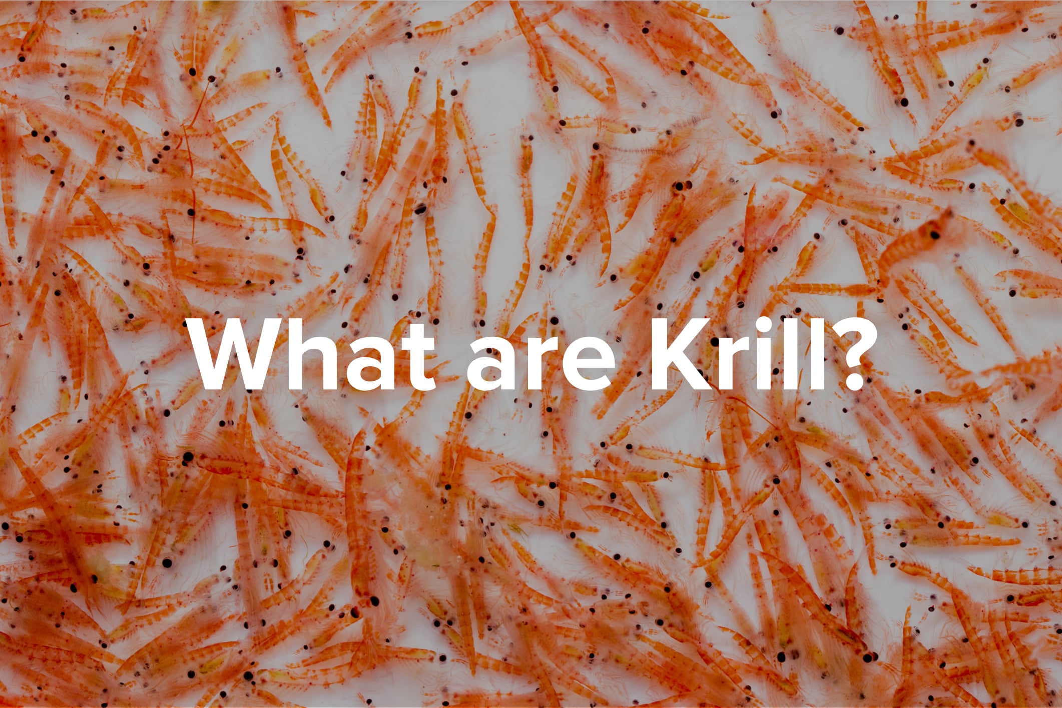 Krill